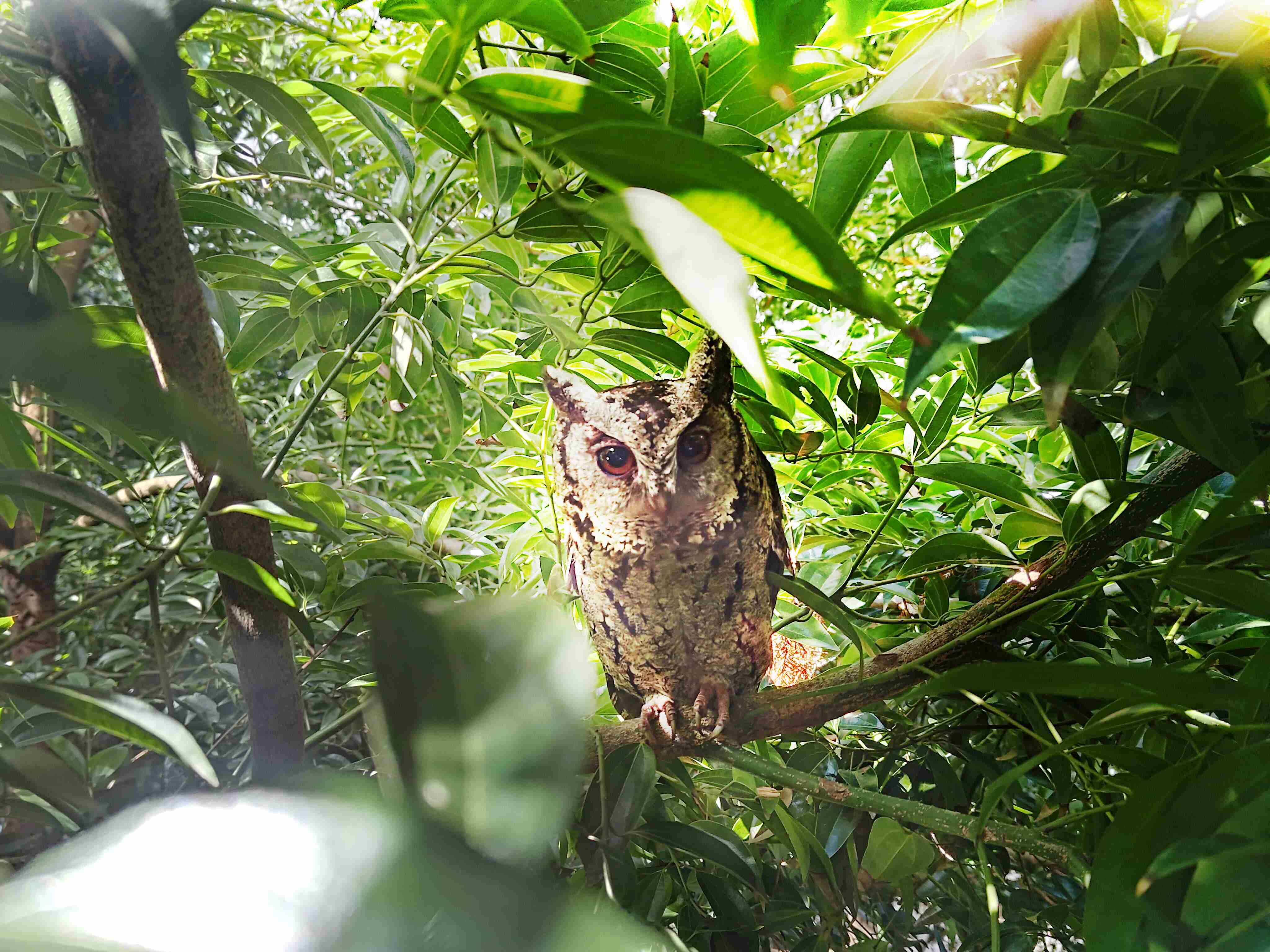 OBPay致力提倡净零绿生活，，，，16年以来在全球各厂区植树逾百万棵，，造就各厂区树木蔚然成林，，，犹如森林工厂，，，，成为许多生物的栖息地